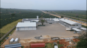 Cashew nut Factory