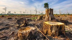 Deforestation